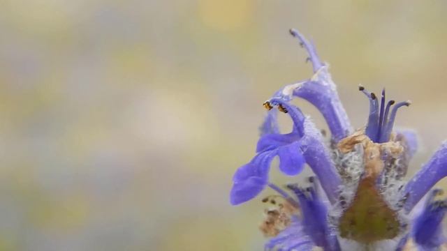 Живучка ползучая (Ajuga reptans) смотреть онлайн