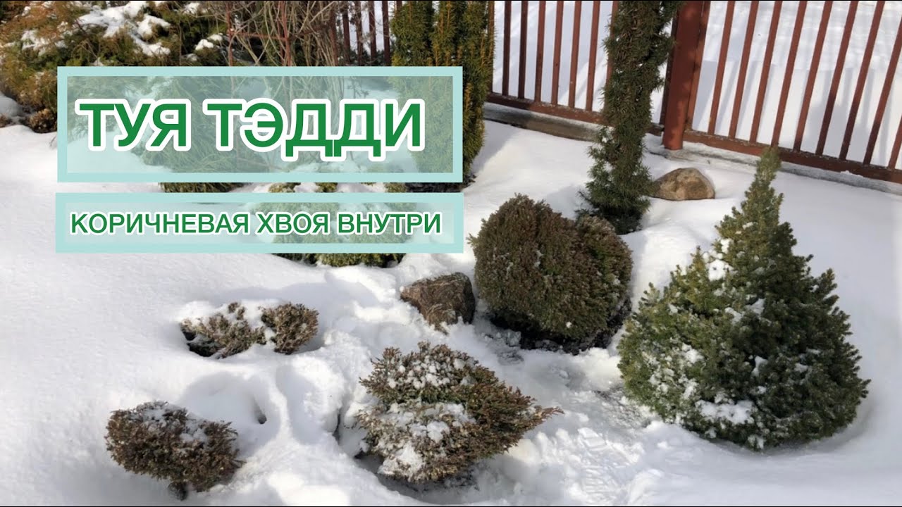 Коричневая хвоя внутри у туи ТЭДДИ | Что делать | Thuja occidentalis Teddy смотреть онлайн