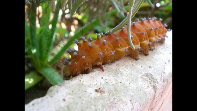 Павлиноглазка грушевая. ЭТАПЫ РАЗВИТИЯ. смотреть онлайн