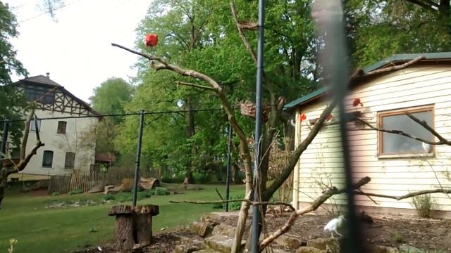 Красные птицы / Red Birds