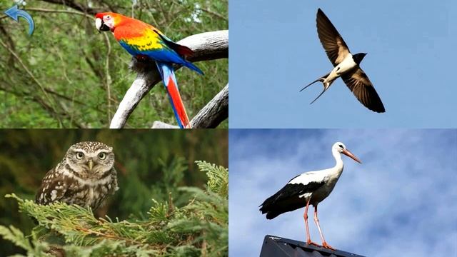 Учим названия птиц. смотреть онлайн