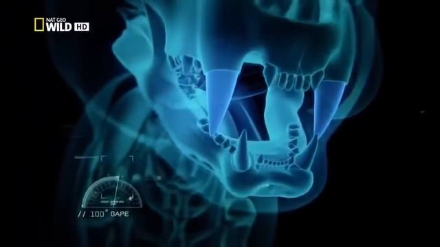 Безумные кошки, Супер хищники, Клык и коготь, Сила и скорость, Красота и грация, Пик атаки смотреть онлайн