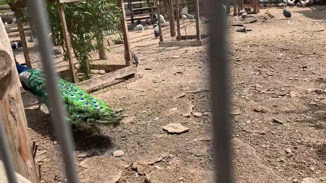 ПОСЛЕДНИЙ ЗВОНОК 🔔 Экскурсия с классом в НЬЮ ВАСЮКИ 🐗 У папы рука застряла и укусил СТРАУС в ДР 😂 смотреть онлайн