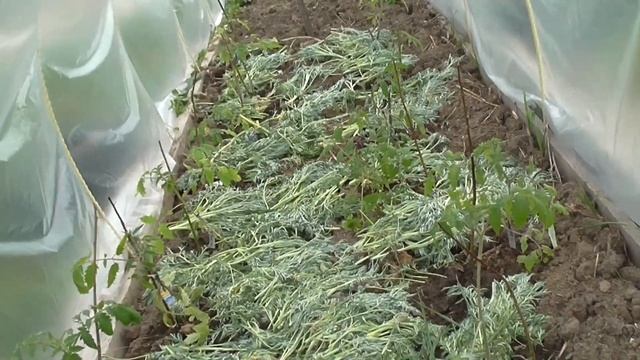 Выращивание томатов на среднем Урале в пленочном парнике (Часть2)