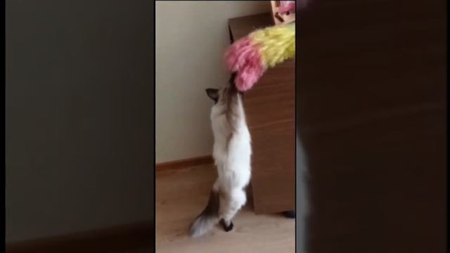 Балинезийская кошка играет с хозяйкой. смотреть онлайн