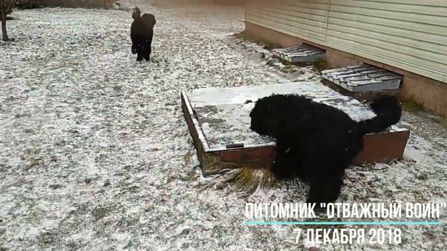 Питомник РЧТ "Отважный Воин" смотреть онлайн