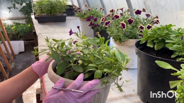 Вегетативная петуния. Показываю, как сохранить вегетативные петунии для черенкования зимой. смотреть онлайн