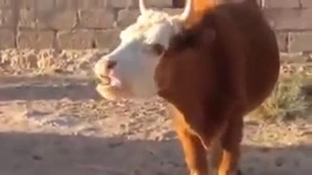 Вот как надо языком шевелить смотреть онлайн