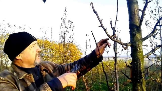 Как формировать и вести колонновидную яблоню с момента посадки и дальше по годам. Часть 2 смотреть онлайн