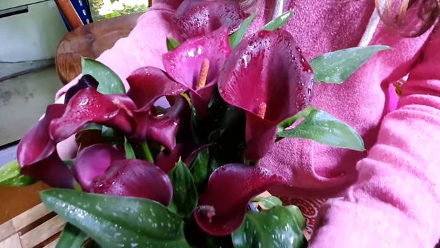 Die Zimmercalla 🌺🌿 Zantedeschia Aethiopica смотреть онлайн
