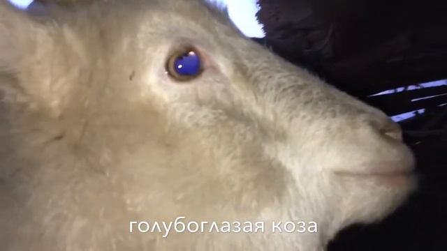 Симулятор Козла Бугульма смотреть онлайн
