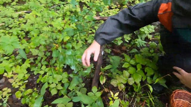 Такого мы ещё не видели!!!Что ЭТО! Слабонервным не смотреть! В лес с собаками смотреть онлайн