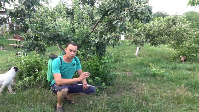 ЗАМУЧИЛА ТЛЯ? ОБРАБОТАЙТЕ ЭТИМ И ЗАБУДЬТЕ О ТЛЕ НАВСЕГДА