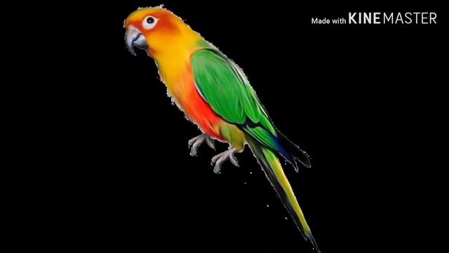 ПОПУГАЙ БАРСУК МЫШЬ КРЫСА БУРУНДУК смотреть онлайн