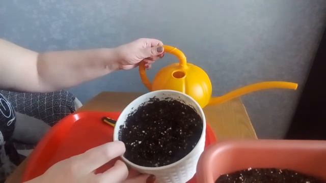 Размножение Замиокулькаса (Долларовое дерево) смотреть онлайн