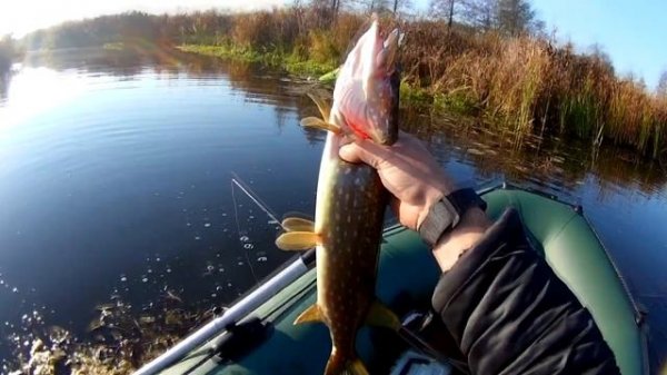 СПИННИНГ В ОКТЯБРЕ. ЛОВЛЯ ЩУКИ .  Zoner Minnow ZM90 sp и VARUNA 110sp.РЕКА ДИТВА.