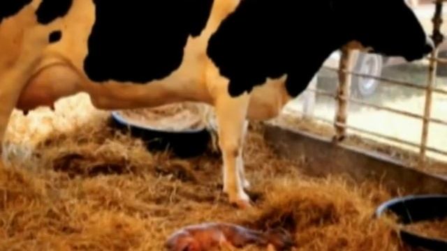 Бруцеллез смотреть онлайн
