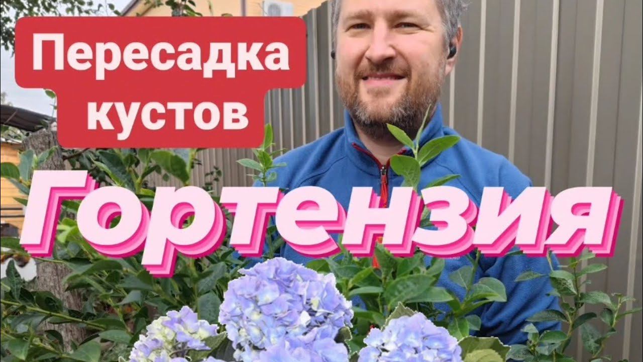 Посадка гортензии в горшок☺️☺️☺️#гортензия #саженцыроз rosebushes.ru смотреть онлайн