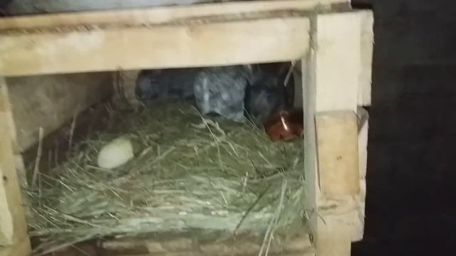 кролики / не могу покрыть-что делать ? смотреть онлайн