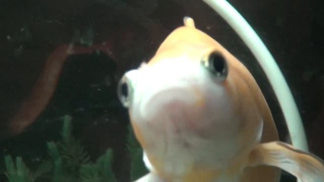 SONY-HDR-Pj30E test ZOOM 04 смотреть онлайн