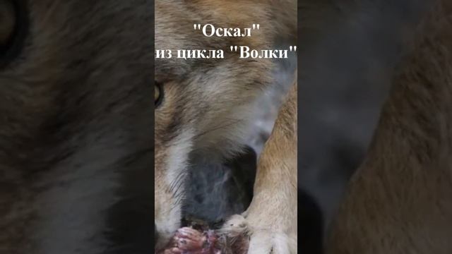 "Оскал" (из цикла "Волки") смотреть онлайн