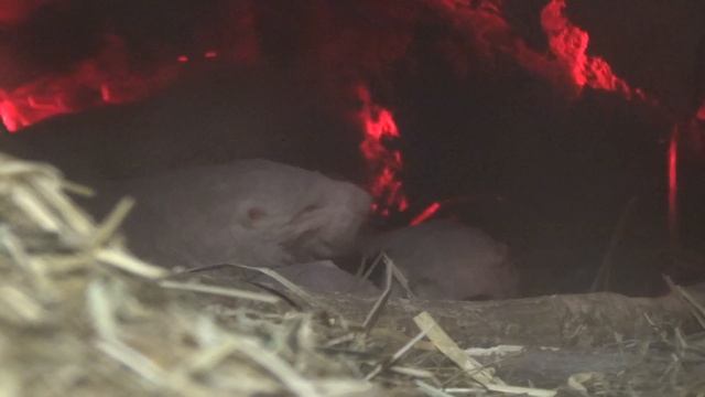 La rata topo lampiña (Heterocephalus glaber) смотреть онлайн