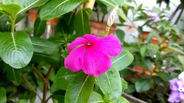 Impatiens Walleriana Flower Video-1 | নয়নতারা ফুল