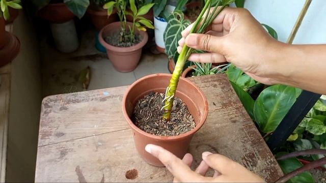 Soil Mix for Bushy Aglaonema// Aglaonema Potting Mix смотреть онлайн