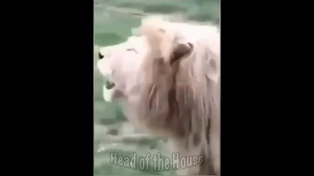 ПРИКОЛЫ С ЖИВОТНЫМИ / Умные кошки и собаки /#26/ Подборка смешных котов 2022 / Funny animals video смотреть онлайн