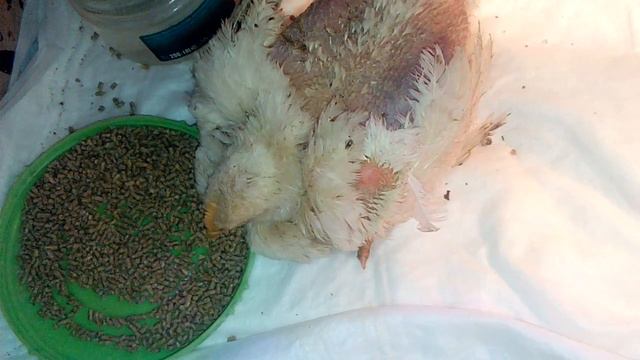 Чем лечить бройлеров смотреть онлайн