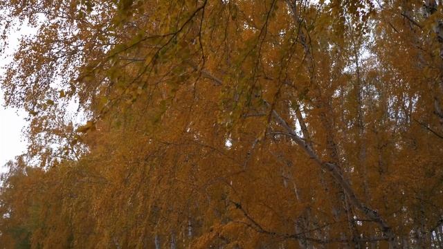 Краски уходящей осени. Красивые места Омской области под музыку. смотреть онлайн