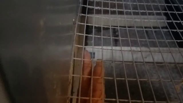 Клетка для кур несушек своими руками. Проще не куда. смотреть онлайн