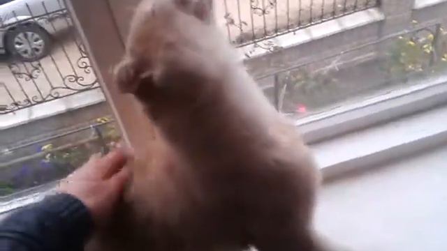 Кот балдеет смотреть онлайн