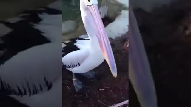 Клюв пеликана ??? смотреть онлайн