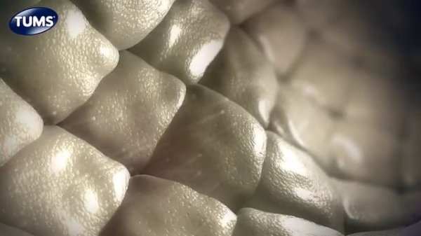 The Science Behind TUMS