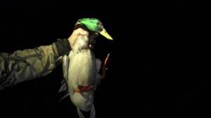 охота на селезня с подсадной.весенняя охота 2023