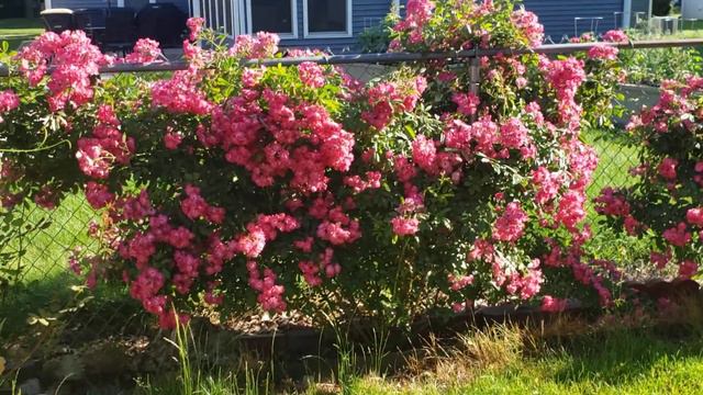 Robin hood rose in my backyard. смотреть онлайн