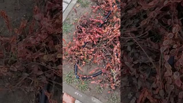 купить квартиру в Краснодаре для инвестиций. жк родные просторы 8(919)444-66-55 отдел продаж смотреть онлайн