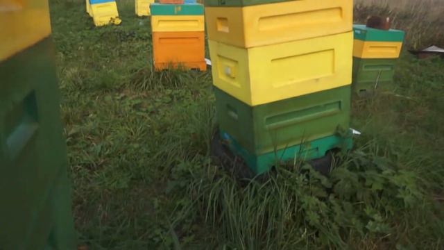 Что нужно делать перед поездкой домой с пасеки? смотреть онлайн