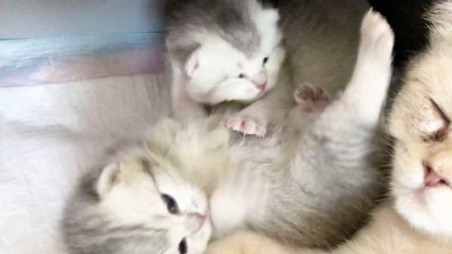 British kitten ? female ? 11 days old with opened eyes ? contacts with brother. смотреть онлайн