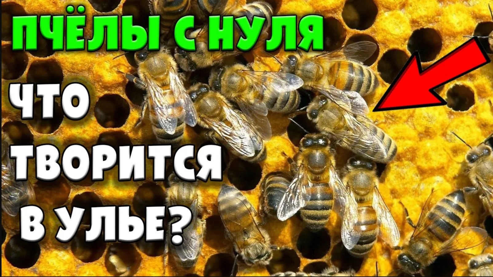 Осмотр улья, первый укус / Пчеловодство с нуля смотреть онлайн