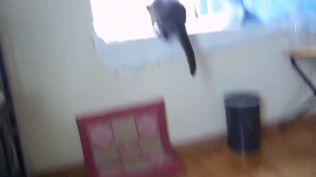 幸運を招く黒猫みぃ。8 (Nikon coolpix s6600) смотреть онлайн