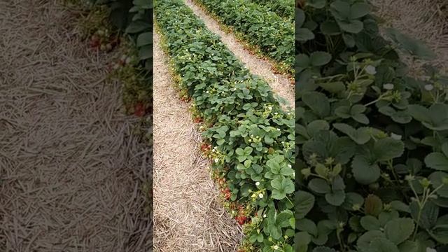 Оставлять или нет осенью в зиму ремонтантные сорта клубники? Как подготовить клубнику к зиме! смотреть онлайн