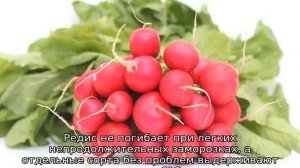 Лучшие сорта редиса для открытого грунта