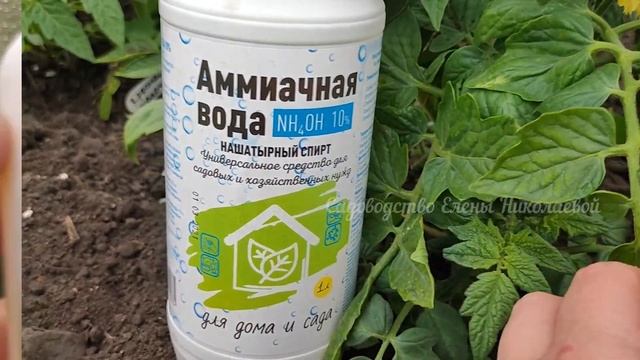 Даже Дохлые Томаты вмиг заплодоносят, фитофторы не будет никогда! Подкормите ЭТИМ Помидоры в Июне! смотреть онлайн
