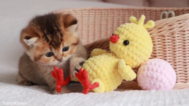 Kitten attacks the Chicken ? смотреть онлайн