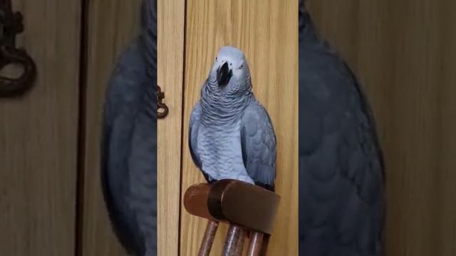 У нас все плохое делает крокодил. А мы хорошие! смотреть онлайн