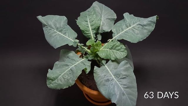 CAULIFLOWER Time-lapse смотреть онлайн