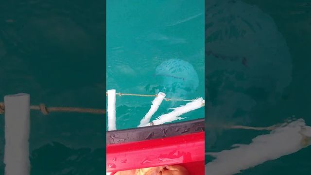 Огромная медуза на мысе Пицунда смотреть онлайн