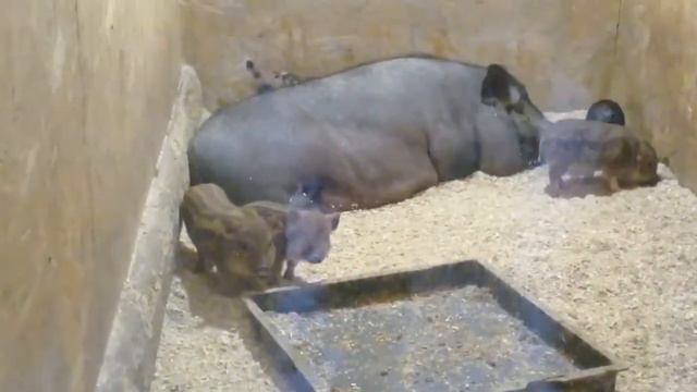 свинина живая част -2 🤔🤗😃Москва смотреть онлайн